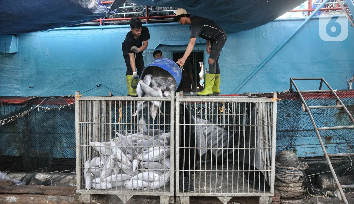Komoditas yang potensial untuk pasar Uni Eropa antara lain uadang, lobster, tuna, tongkol, cakalang, cumi, dan gurita. (merdeka.com/Iqbal S Nugroho)
