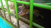 Ada aturan tegas yang diterapkan pihak pengelola saat Medan Zoo dibuka kembali