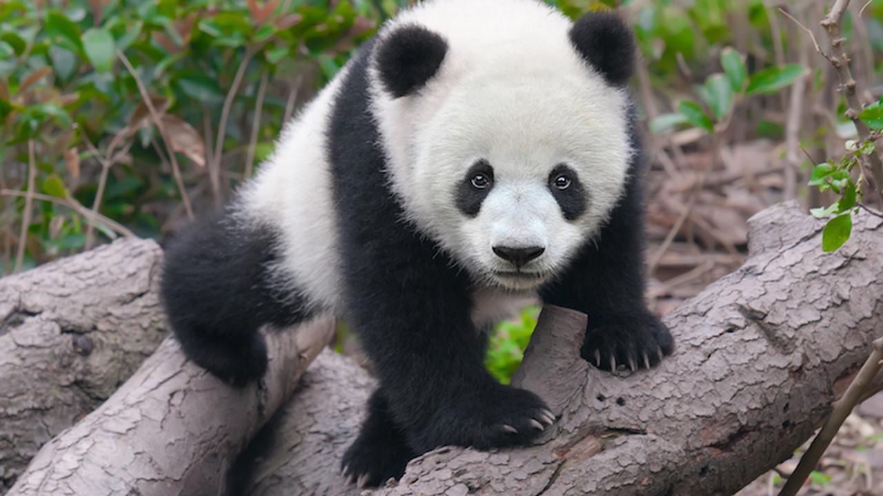 Lokasi kandang sepasang [panda](2495834 "") berada di atas bukit dengan ketinggian sekitar 1.300 di bawah permukaan laut
