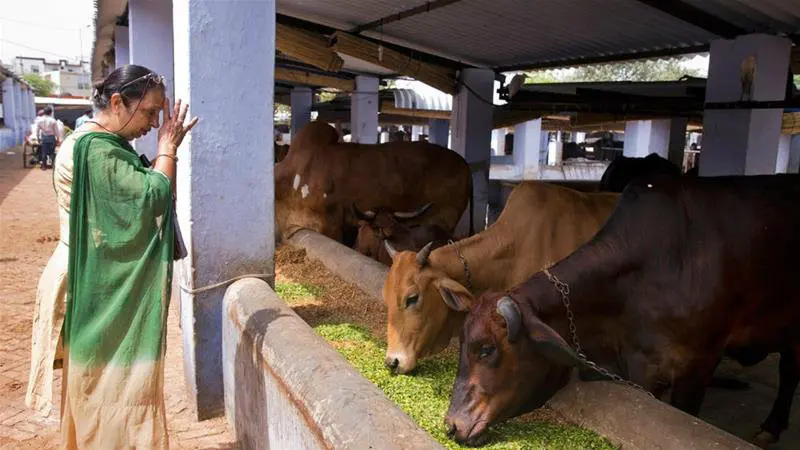 India Larang Penjualan Daging Sapi. (AP).