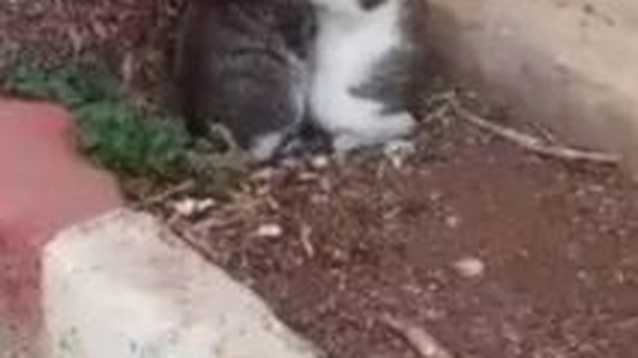 Momen Sedih Dua Ekor Kucing Saling Berpelukan karena Ketakutan dengan Rudal Israel, 'Semua Makhluk Hidup di Palestina Terancam