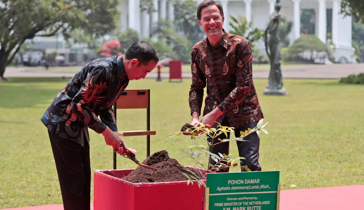 Presiden Joko Widodo atau Jokowi (kiri) bersama PM Belanda Mark Rutte menanam pohon damar disela pertemuan di Istana Bogor, Jawa Barat, Senin (7/10/19). Pertemuan itu membahas kerja sama strategis antara Indonesia dan Belanda kedepan berdasarkan prinsip kemitraan komprehensif. (AP/Dita Alangkara)