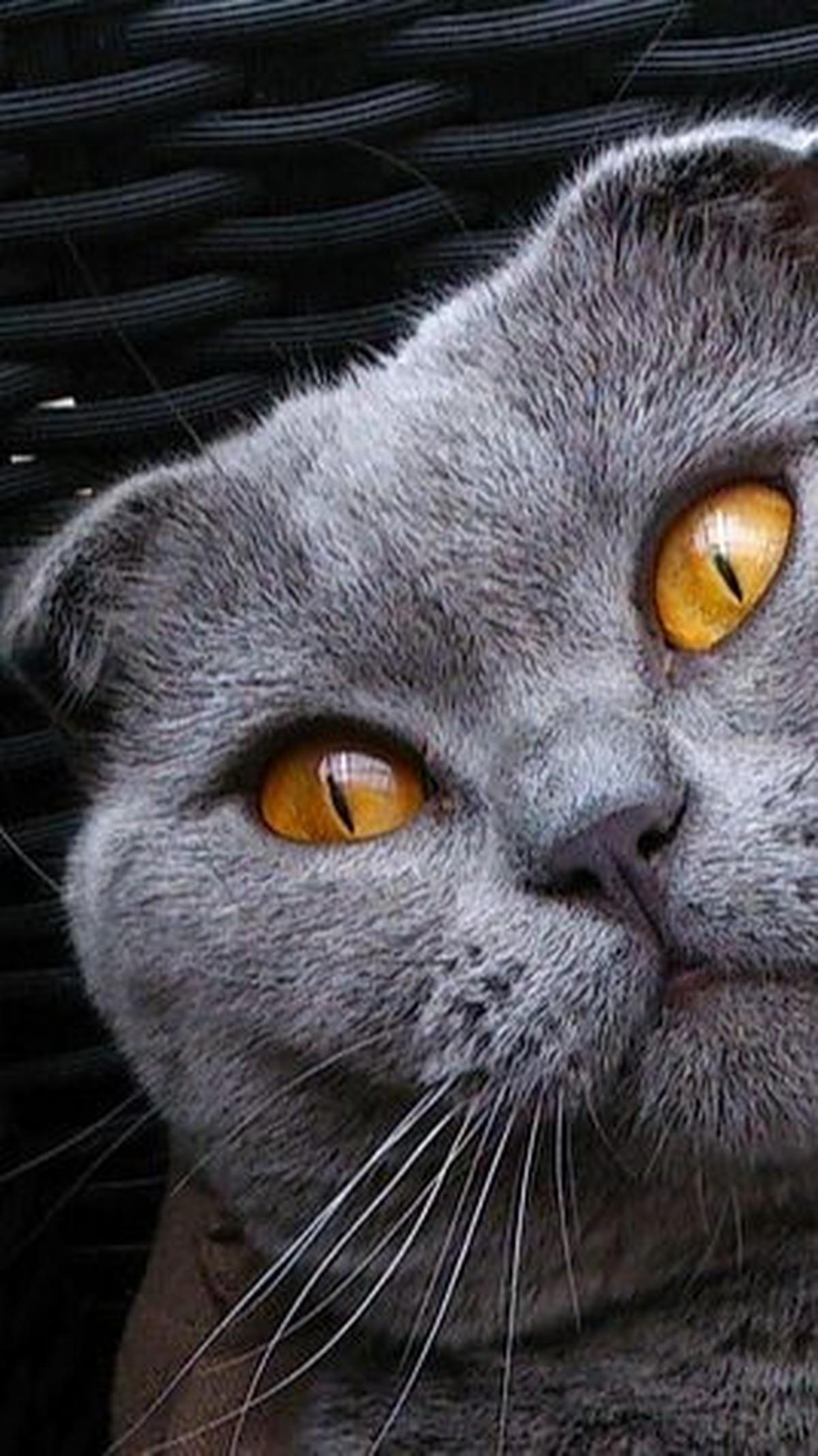 Penyebab Rabies pada Kucing