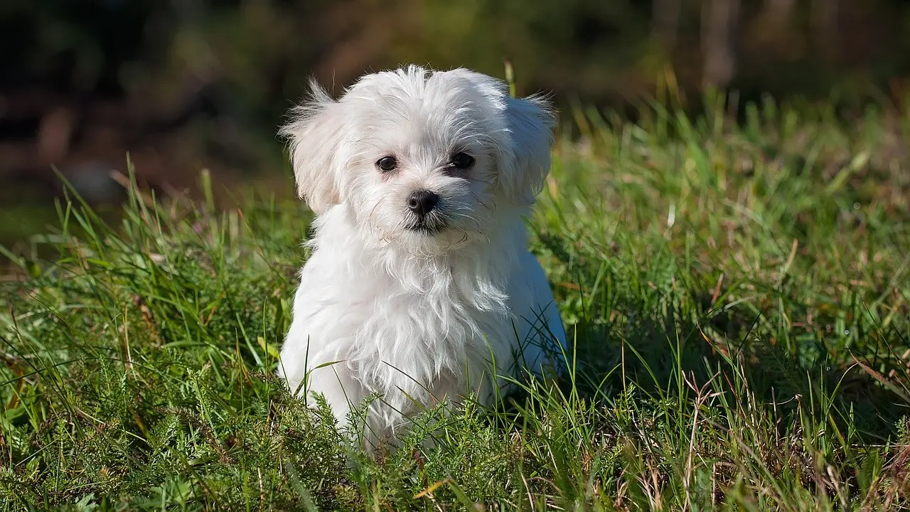9 Cara Menghilangkan Kutu Anjing dengan Mudah, Aman dan Efektif