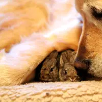 Bintang.com punya bukti kalau binatang ternyata punya perasaan