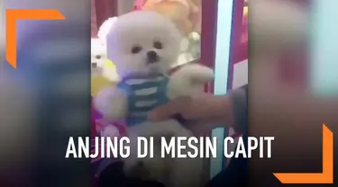 Sebuah video baru-baru ini memicu kemarahan di media sosial Twitter. Video berisi beberapa ekor anjing kecil yang masih hidup dijadikan sebuah hadiah dalam mesin capit.
