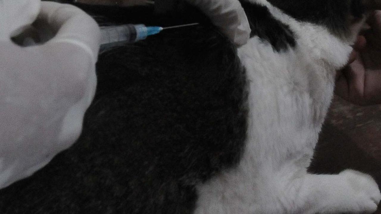 Vaksin rabies akan diberikan secara gratis untuk warga yang terdaftar sebagai penduduk DKI Jakarta.