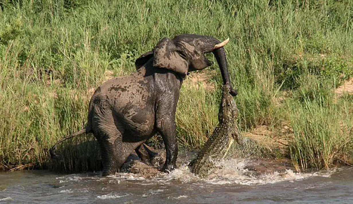 Seekor gajah terlihat melawan serangan buaya yang menggigit belalainya ketika minum di sebuah sungai di Afrika Selatan, Kamis (5/2/2015). (Dailymail)