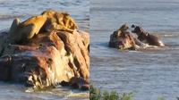 Singa Terdampar Ini Dikepung Kuda Nil Ngamuk (Sumber: UPI News)