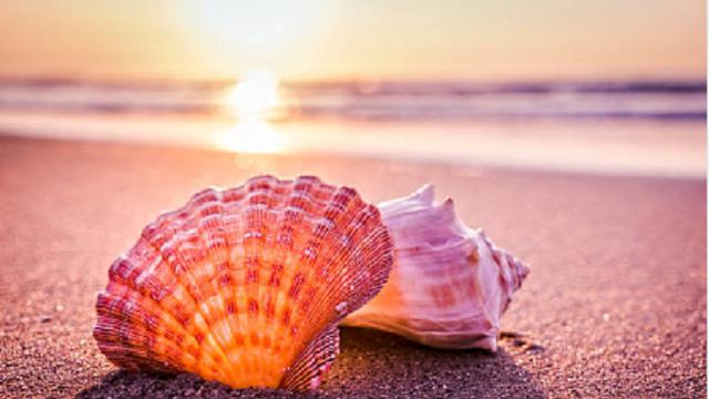 Ilustrasi kerang (iStock)