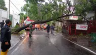 Sebuah pohon tumbang di Jalan Diponegoro, Kota Batu, pada Sabtu, 25 November 2023 saat hujan lebat mengguyur&nbsp;(BPBD Kota Batu)