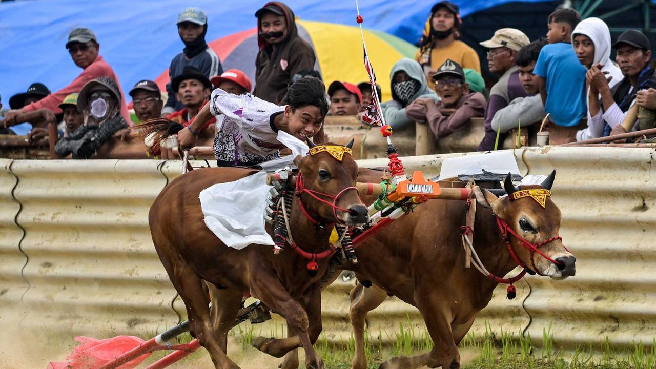 FOTO: Adu Cepat Karapan Sapi di Bangkalan Madura