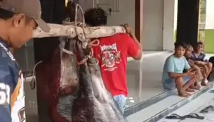 Celeng Terobos Masjid Akhirnya Ditembak, Daging Dibagi dan Dimasak