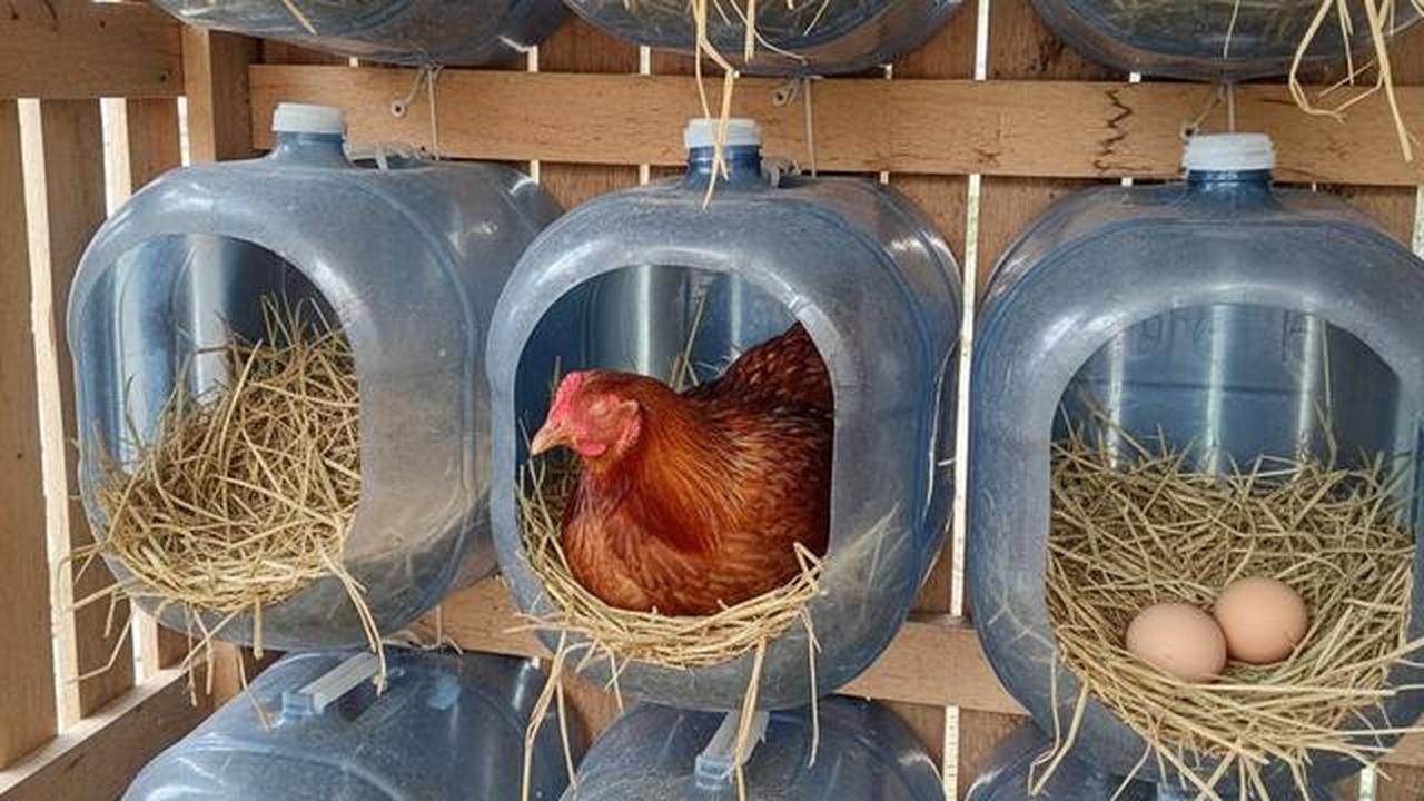 10 Desain Kandang Ayam dari Galon Bekas, Sederhana dan Mudah Dibuat