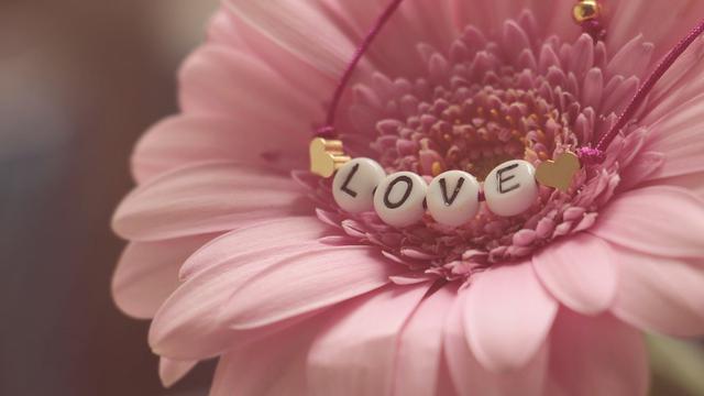 Ilustrasi bunga gerbera