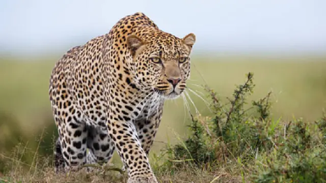 Ilustrasi macan tutul (iStock)