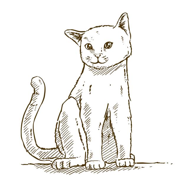 Cat Drawing