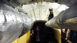 Seekor kucing duduk di sebuah pipa bawah tanah di Museum The Hermitage, Rusia, 14 Oktober 2015. Kucing tersebut dipekerjakan menjaga karya seni yang berada di museum dari serangan tikus. (AFP Photo/Olga Maltseva)