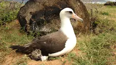 Foto tanggal 13 Februari 2013 menunjukan seekor Albatros Laysan sedang menjaga anaknya di dalam sarang di Hawaii. Pemuda bernama Christian Gutierrez dijatuhi hukuman 45 hari penjara usai membunuh Albatros.(Lindsay Young/Pacific Rim Conservation via AP)