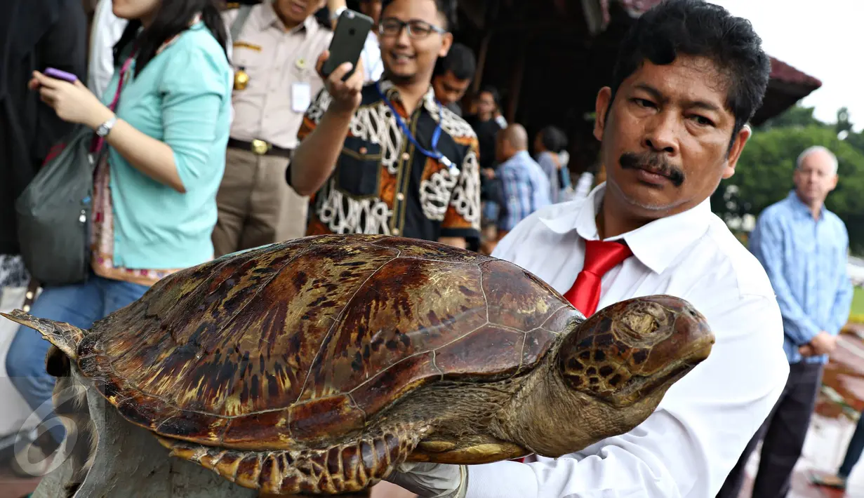 Petugas Bareskrim Polri menunjukkan offset penyu saat pemusnahan barang bukti bagian hewan yang dilindungi, Jakarta, Selasa (2/2). Barbuk berupa kulit, tulang dan taring harimau, kerapas penyu, offset penyu dan kulit buaya (Liputan6.com/Immanuel Antonius)