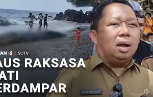Paus Raksasa Mati Terdampar