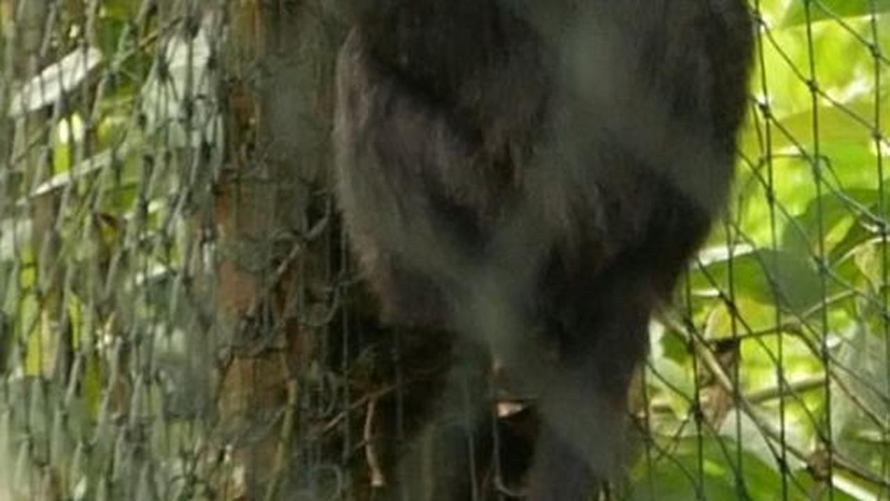 Lutung Jawa Lifa dan Tingting Dilepasliarkan di Hutan Kawasan Bromo