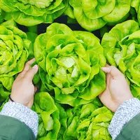 ilustrasi manfaat selada/unsplash