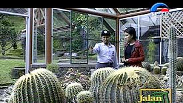 Kebun Raya Cibodas Lebih Dari Sekadar Taman News Liputan6com