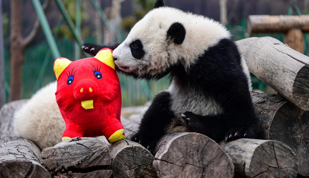 Seekor panda bermain dengan boneka babi di kandangnya menjelang  Tahun Baru Imlek,di provinsi Sichuan, China, 31 Januari 2019. Sebelas anak panda yang lahir tahun 2018 diperlihatkan kepada publik untuk menyambut Imlek pada 5 Februari. (STR/AFP)