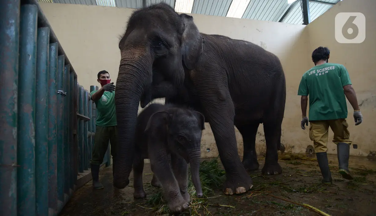 Keeper memberi pakan untuk bayi gajah Sumatera (Sumatran elephant) dalam kandangnya di Taman Safari Indonesia Cisarua, Bogor, Jawa Barat, Rabu (13/5/2020). Bayi  gajah jantan yang lahir 28 April lalu itu diberi nama Covid karena lahir di masa pandemi virus corona COVID-19. (merdeka.com/Imam Buhori)