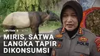 Seekor hewan langka Tapir yang muncul di dekat permukiman warga di Lampung justru diburu. Dagingnya dimasak untuk dikonsumsi. Melukai atau membunuh hewan langka dengan sengaja bisa dipenjara maksimal 15 tahun.