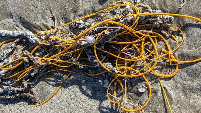 Cambuk laut berwarna-warni (Leptogorgia virgulata) sering disalahartikan oleh pengunjung pantai sebagai jalinan kabel atau tali. (R. Claussen/National Park Service)