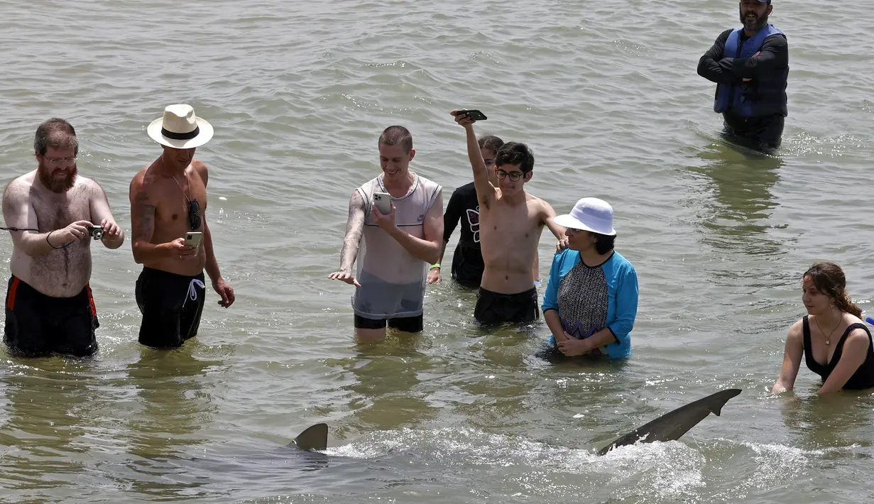 Orang-orang dengan ponsel merekam hiu yang berenang melewati perairan Laut Mediterania yang dangkal di lepas pantai kota Hadera di utara Tel Aviv, Israel, Selasa (20/4/2021). Lusinan hiu pasir yang dapat tumbuh hingga tiga meter itu mendadak berkumpul di lepas pantai Israel utara. (JACK GUEZ/AFP)