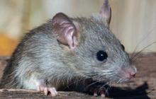 Racun Tikus vs Perangkap, Mana yang Lebih Efektif Usir Tikus saat Musim Hujan? ini Perbandingan untuk Penggunaan Maksimal