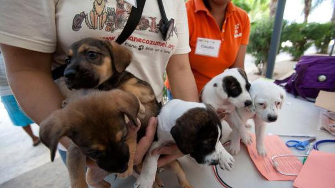 Ribuan kucing &amp; anjing diberi vaksin rabies
