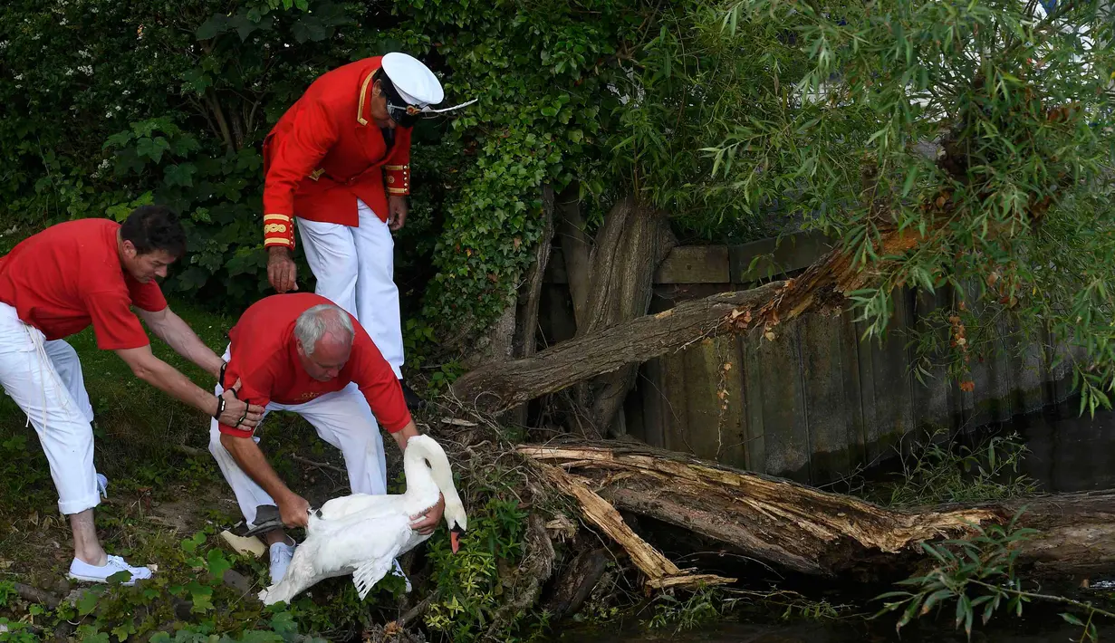 Petugas menangkap angsa untuk didata saat Swan Upping di Shepperton, Inggris (18/7). Acara ini merupakan tradisi tahunan untuk menghitung jumlah angsa di Inggris. (REUTERS/Toby Melville)