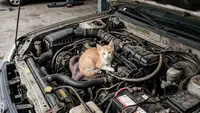 16 Cara Mencegah Kucing Masuk ke Mesin Mobil, Begini Mengusirnya Sebelum Terlanjur Masuk