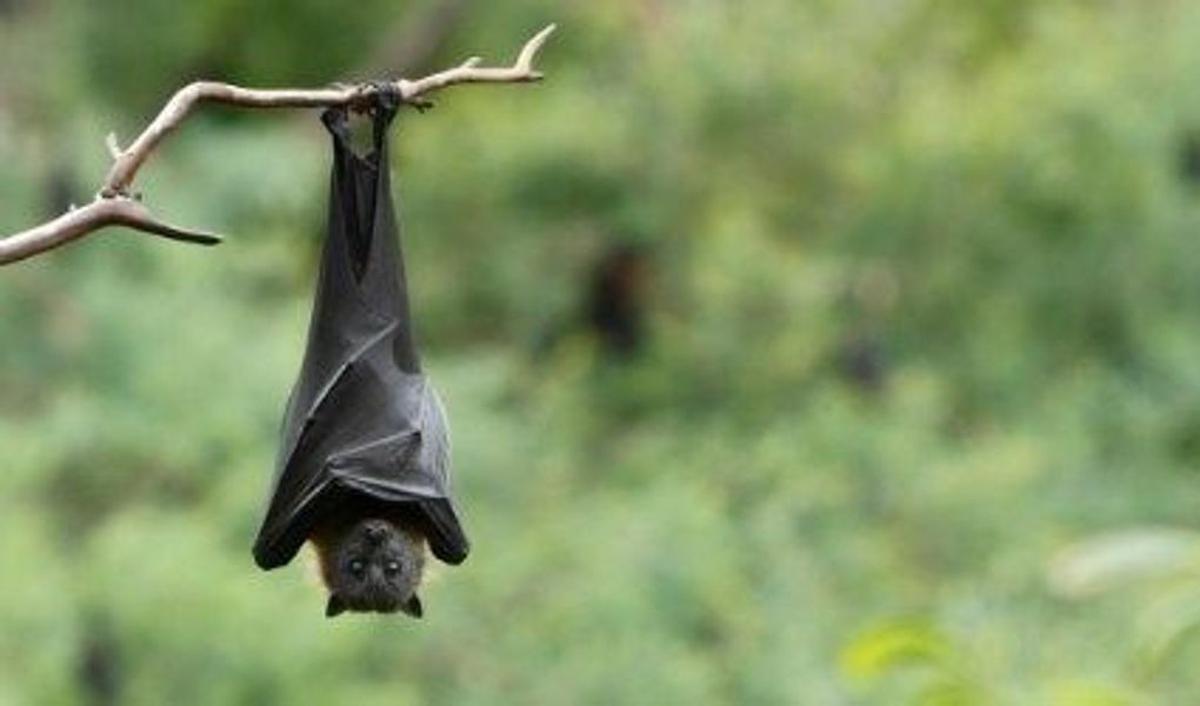 <b>Cara Mencegah Penularan Virus Nipah</b><br>