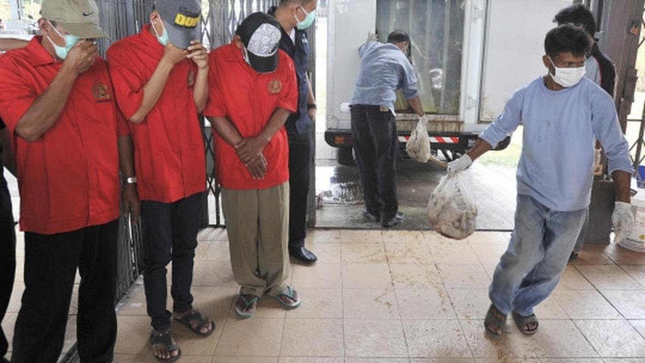 Puspitek musnahkan 1,5 ton ayam berformalin