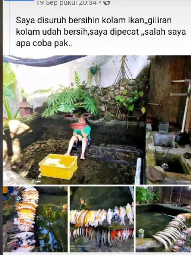 Niat Hati Ingin Kolam Miliknya Bersih, Pemilik Ikan Ini Malah Dibuat Terkejut