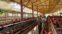 Dirjen PKH, Nasrullah melakukan kunjungan kerja ke salah satu peternakan ayam ras petelur di Sulawesi Selatan, Jumat (16/09).