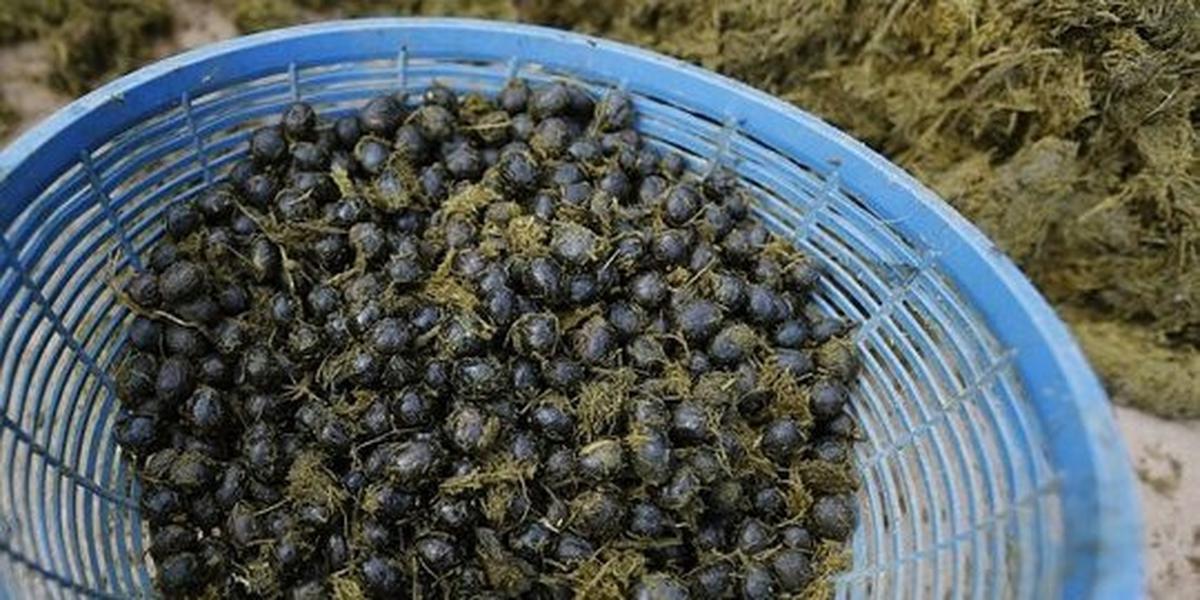 Kopi termahal di dunia bukan kopi luwak