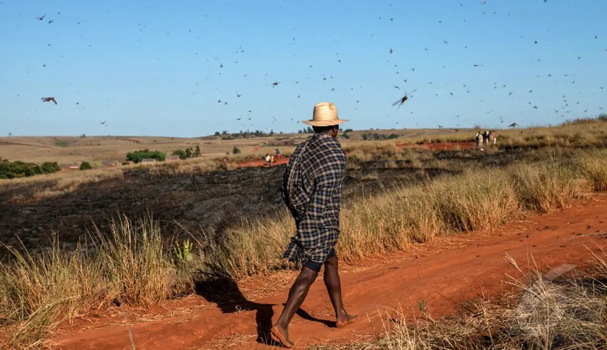 Badan Pangan dan Pertanian PBB, FAO mengatakan miliaran serangga pelahap tanaman ini bisa menyebabkan kelaparan bagi 60% populasi Madagaskar (AFP Photo/Rijasolo).