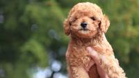 ilustrasi anjing poodle/Photo by Leah Kelley from Pexels