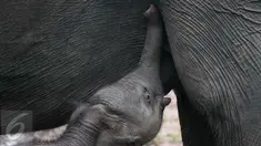 Seekor bayi gajah yang baru lahir menyusu dari induk betina yang bernama Dita di Pusat Latihan Gajah (PLG) Waykambas, Lampung Timur, Selasa (11/10). (Regina Safri)