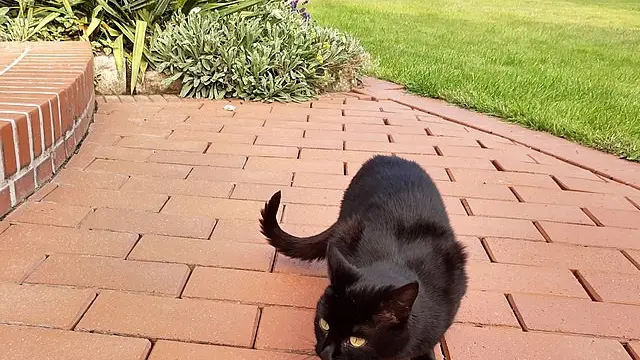 Kucing hitam (Sumber: Wikimedia Commons)