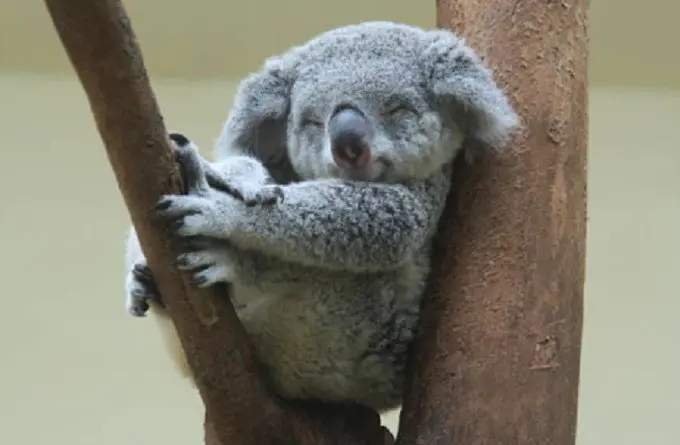 Ilustrasi Koala (iStock)
