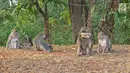Kawanan monyet terlihat saat berkeliaran di kawasan Pantai Indah Kapuk (PIK), Jakarta, Selasa (17/9/2019). Kawanan monyet yang berasal dari Suaka Margasatwa Muara Angke tersebut keluar dari habitatnya ke jalan untuk mencari makanan. (Liputan6.com/Herman Zakharia)