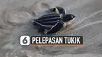 vertical tukik