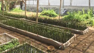 Hari Mangrove Sedunia, Rumah Pembibitan Berbasis IoT Hadir di Cilacap